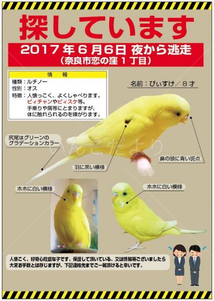 迷い鳥の写真