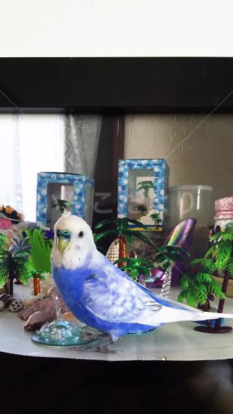 迷い鳥の写真