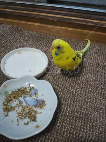保護鳥の写真