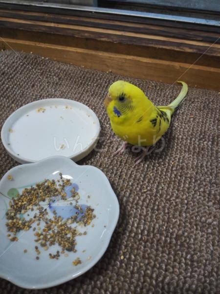 保護鳥の写真