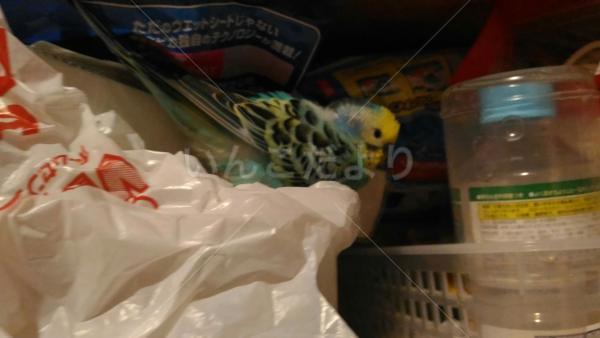 保護鳥の写真