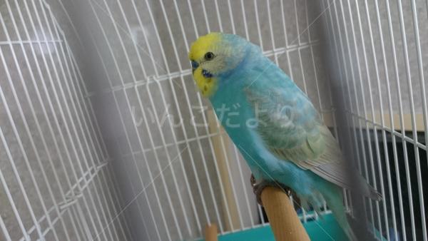 保護鳥の写真
