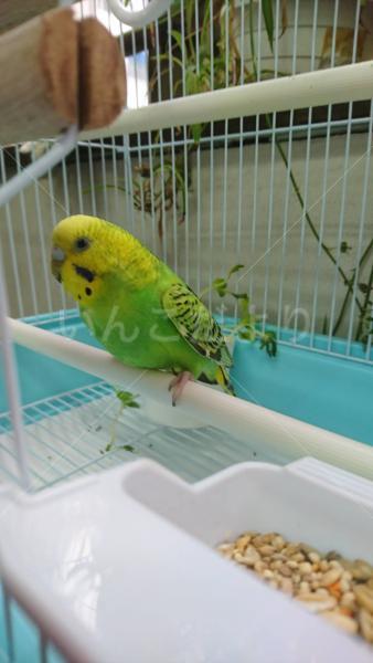 保護鳥の写真