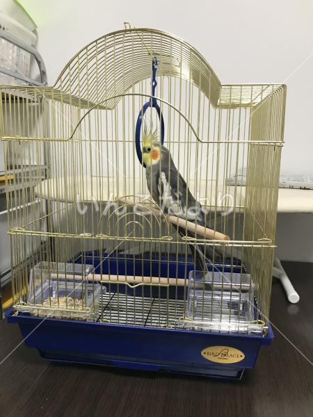 保護鳥の写真