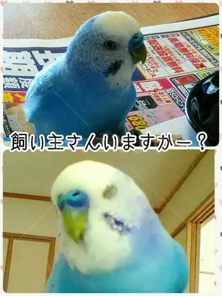保護鳥の写真