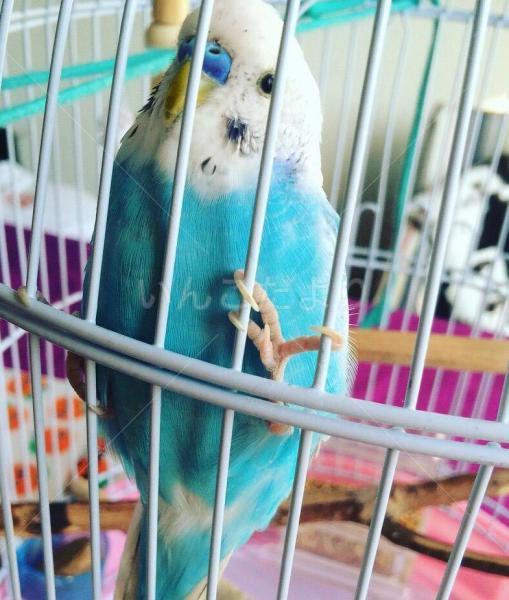 迷い鳥の写真