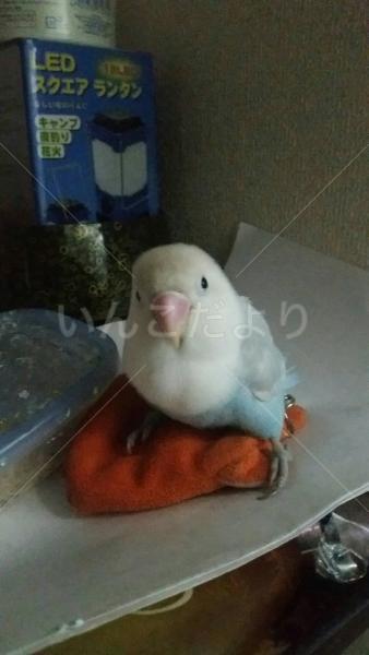 迷い鳥の写真