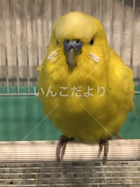 保護鳥の写真