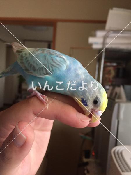 迷い鳥の写真