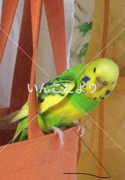迷い鳥の写真