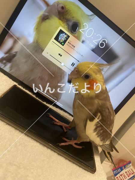 迷い鳥の写真