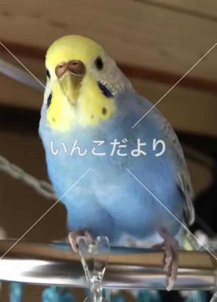 迷い鳥の写真