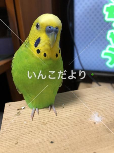 迷い鳥の写真