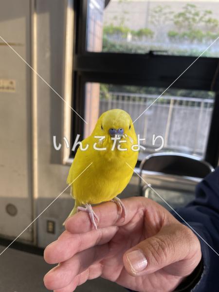 保護鳥の写真