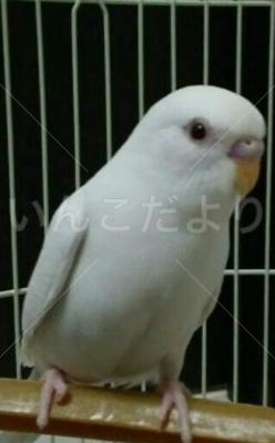 迷い鳥の写真