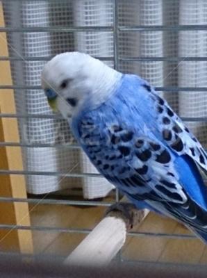保護鳥の写真