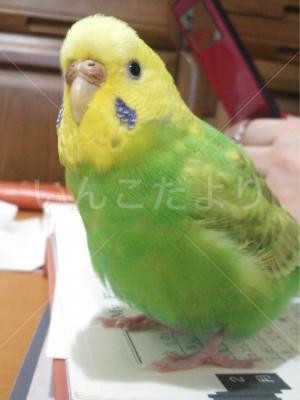 迷い鳥の写真