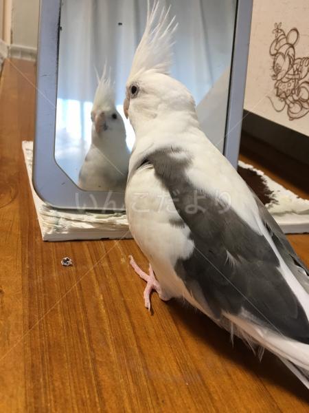 迷い鳥の写真