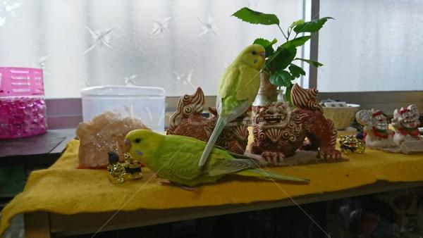 迷い鳥の写真