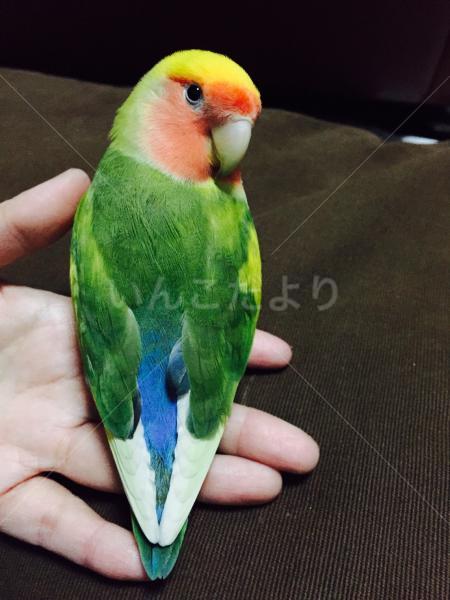 迷い鳥の写真