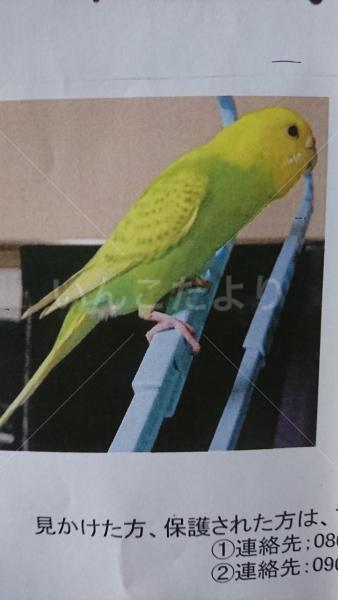 迷い鳥の写真