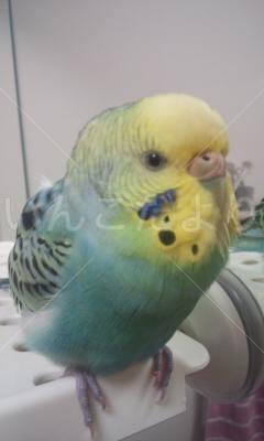 迷い鳥の写真