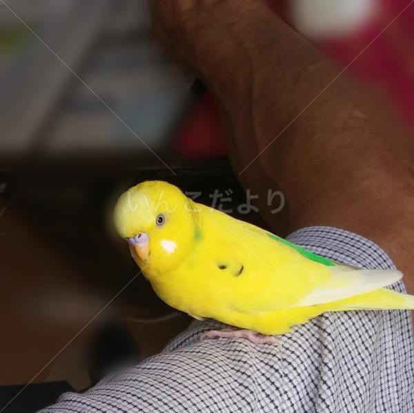 迷い鳥の写真