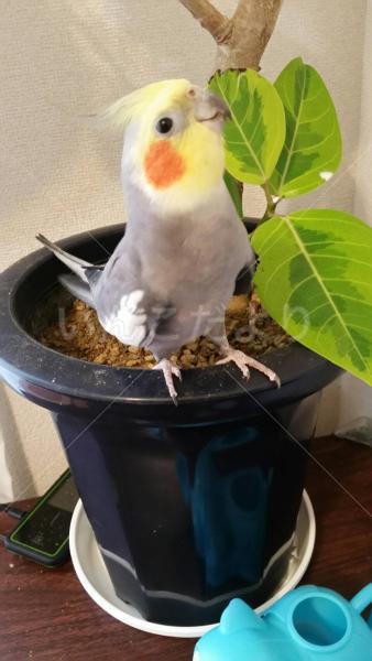 迷い鳥の写真