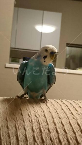迷い鳥の写真