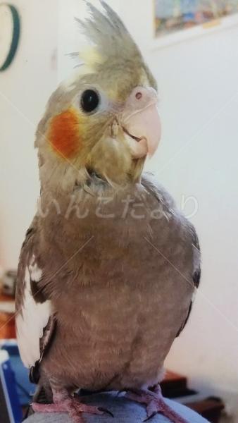 迷い鳥の写真