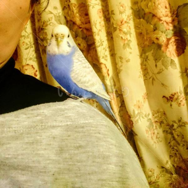 迷い鳥の写真