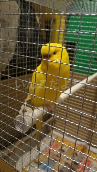 保護鳥の写真