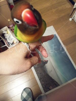 迷い鳥の写真