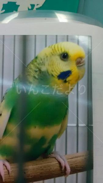 保護鳥の写真