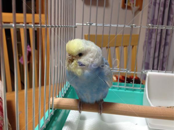 保護鳥の写真