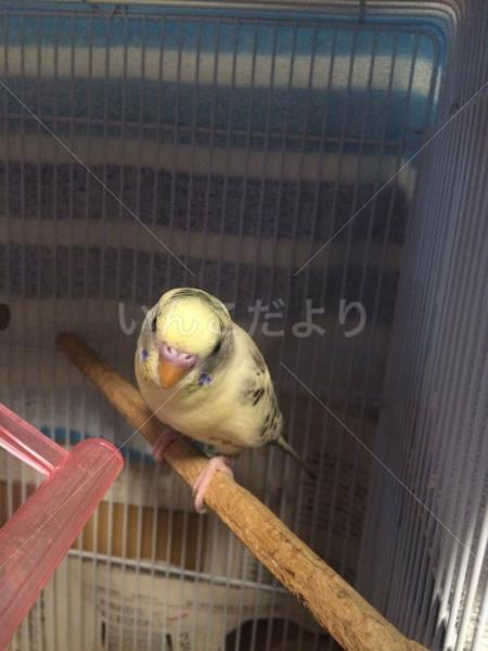 迷い鳥の写真