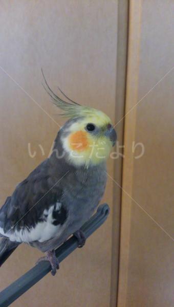 迷い鳥の写真