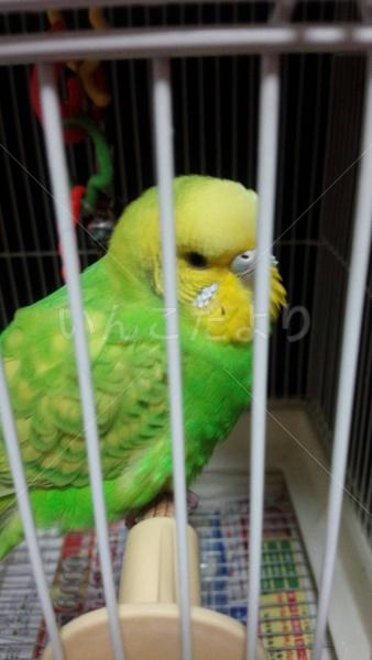 保護鳥の写真