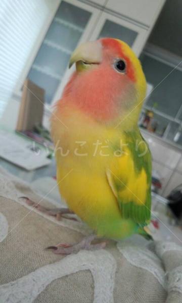 迷い鳥の写真