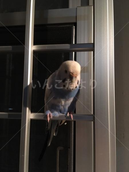 保護鳥の写真