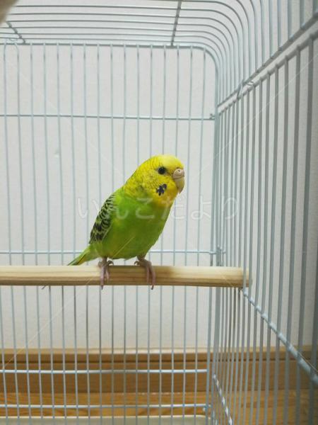 迷い鳥の写真