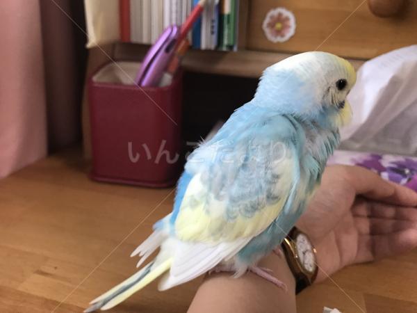 迷い鳥の写真