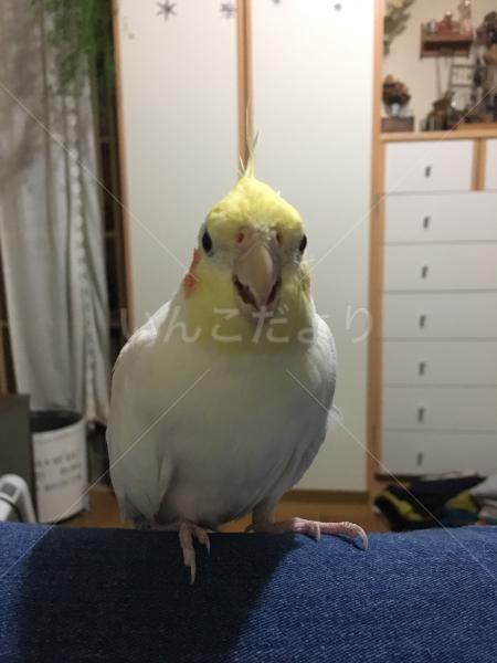 迷い鳥の写真