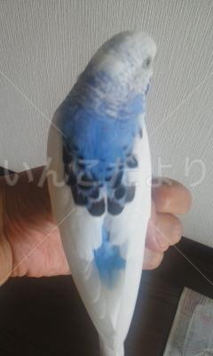 保護鳥の写真