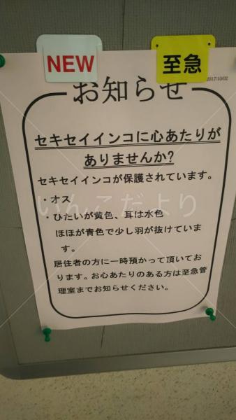 保護鳥の写真