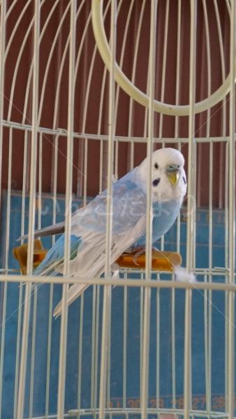 保護鳥の写真