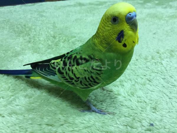 迷い鳥の写真