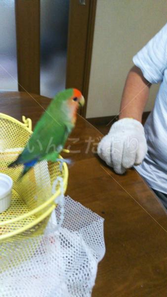 保護鳥の写真