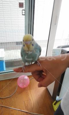 迷い鳥の写真