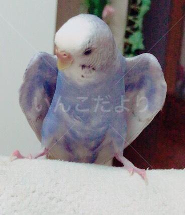 迷い鳥の写真